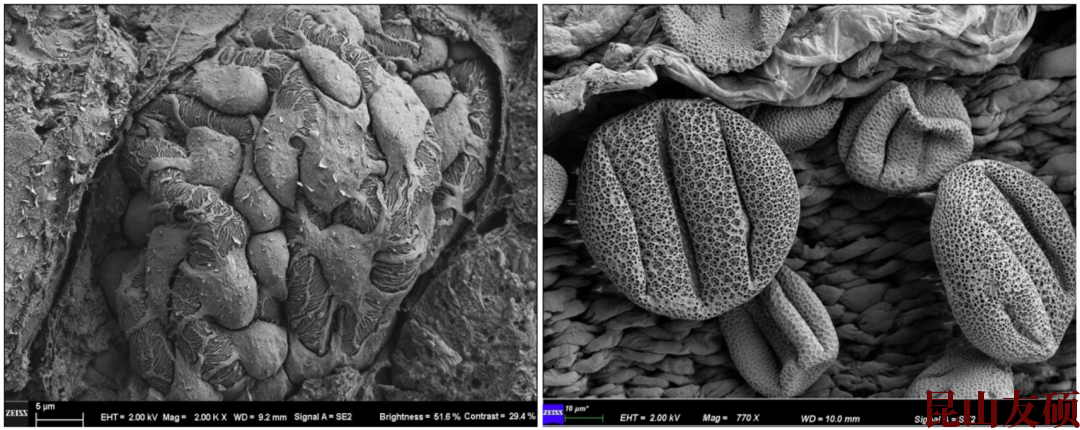巴南扫描电子显微镜